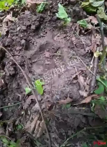 东北虎村边咬死黄牛